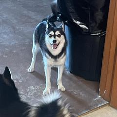 Mojo - Alaskan Klee Kai