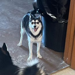 Mojo - Alaskan Klee Kai