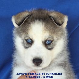 JAVA'S FEMALE 1 - Gray and white female Siberian Husky puppy in Manilla, Iowa from Bruck's Siberian Huskies
