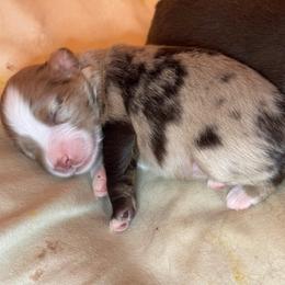 Puppy 7 - Red tri female Miniature Australian Shepherd puppy in Massapequa, New York from All That Auss Mini Aussies