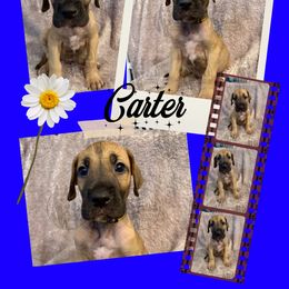 Carter - Fawn male Great Dane puppy in Longview, Texas from Noctua Kennels