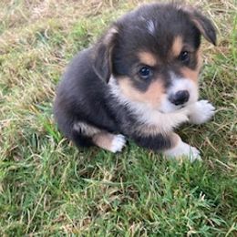 Pembroke Welsh Corgi Puppies from Red Wagon Farm