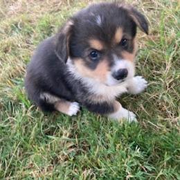 Pembroke Welsh Corgi Puppies from Red Wagon Farm
