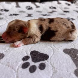 River - Merle male Schnoodle puppy in Sonora, California from What’s Up Doods