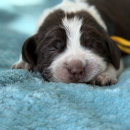 Yellow - Liver white and roan male English Springer Spaniel puppy in Cleburne, Texas from Powers English Springer Spaniels