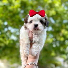 Girl 2 - Liver and white female Shih Tzu puppy in Seguin, Texas from Dolled Up Shih Tzus