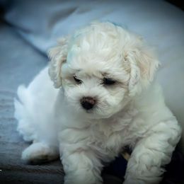 Bichon Frise Puppies from My Beautiful Bichons