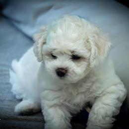 Bichon Frise Puppies from My Beautiful Bichons