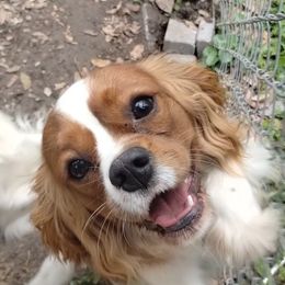 Boy 1 - Ruby male Cavalier King Charles Spaniel puppy in Silsbee, Texas from Grace Cavalier Kingdom