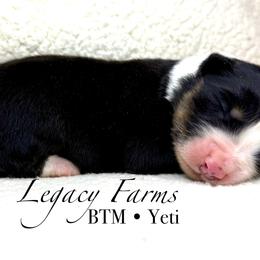 BTM Yeti - Black tri-color male Australian Shepherd puppy in Shelby, Alabama from Legacy Farms