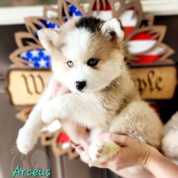 Arceus - Merle Pomsky puppy in Sumter, South Carolina from Emerald Skies Pomskies