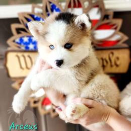 Arceus - Merle Pomsky puppy in Sumter, South Carolina from Emerald Skies Pomskies