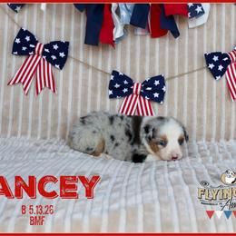 Yancey - Blue merle female Miniature Australian Shepherd puppy in Madisonville, Texas from Flying LL Aussies