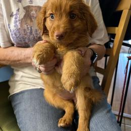 Nova Scotia Duck Tolling Retriever puppies from KD's Kennels