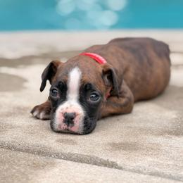 Captain America (Cap) - Brindle male Boxer puppy in Georgia from Stephanie’s Boxers