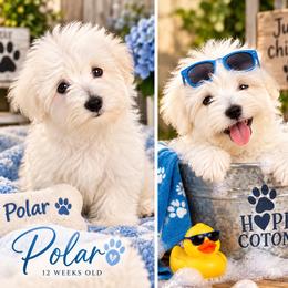 Polar - White male Coton de Tulear puppy in Freeport, Texas from H❤️PE COTONS