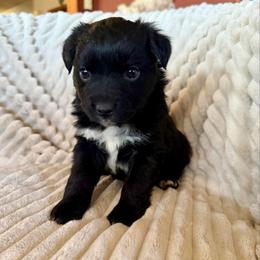 Luna - Black & white female Miniature Australian Shepherd puppy in New Hampton, Iowa from Full River Australian Shepherds