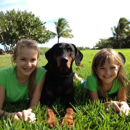 Doberman Pinscher Puppies from Dagobah Dobermans