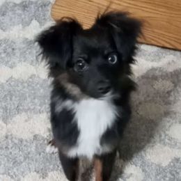 Australian Shepherd and Toy Australian Shepherd Puppies from Little Creek Ranch