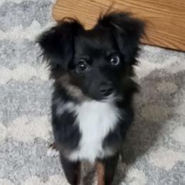 Australian Shepherd and Toy Australian Shepherd Puppies from Little Creek Ranch