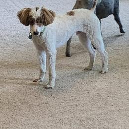 Levi - Poodle