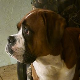 Kami - Boxer