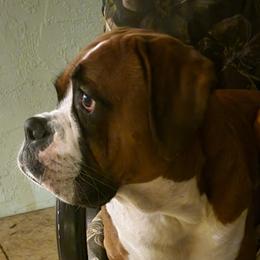 Kami - Boxer