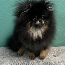 Stacey - Pomeranian