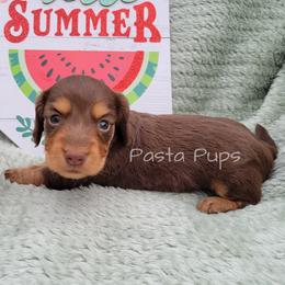 AKC Aleppo - Chocolate and cream female Dachshund puppy in Texarkana, Arkansas from Pasta Pups Miniature Dachshunds