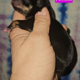 Great Dane and Miniature Schnauzer Puppies from Clouser's Bodacious Danes