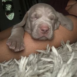 Weimaraner Puppies from Jennifer Anne's Weimaraners