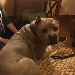 Cane Corso from K9 Abilities