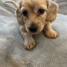 Dachshund Puppies from Honey Creek Dachshunds