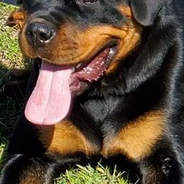 Rottweilers from K-9 Kingdom