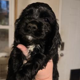 Piper - Black and white female Cocker Spaniel puppy in Hickory, North Carolina from Homegrown Spaniels