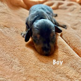 Boy 1 - Dapple Dachshund puppy in Gastonia, North Carolina from Lanier’s Little Weenies