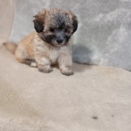 Louise - Black & tan tri-color female Maltipoo puppy in Walterboro, South Carolina from Puddlejumpers