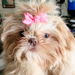 Dixie - Shih Tzu