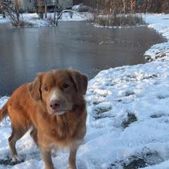 Eatza - Nova Scotia Duck Tolling Retriever
