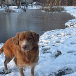 Eatza - Nova Scotia Duck Tolling Retriever