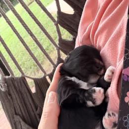 Darla AKC - Black female Miniature Schnauzer puppy in Pelzer, South Carolina from Schnauzer Heaven Von Longbach
