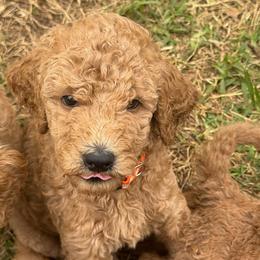 W25 Female Orange Collar Tangerine - Red  female Goldendoodle puppy in Cape Coral, Florida from GoldenDoodles Cape Coral