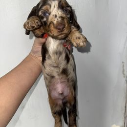 Teddy - Chocolate and tan male Dachshund puppy in Bakersfield, California from Dreaming of Dachshunds