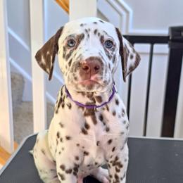 Dalmatian Puppies from Spotted Theory