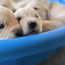 Golden Retriever Puppies from Mountain Sky Goldens   https://youtu.be/30SVQesEtig?si=CMjASv_Tza1VKSNt