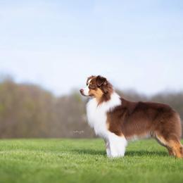 Boogie - Australian Shepherd