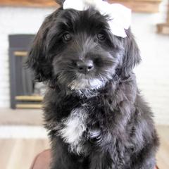 Athena - Black female Double Doodle puppy in Lehi, Utah from Our Little Farm Life Doodles