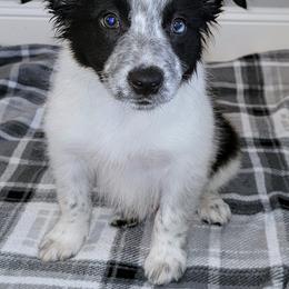 Border Collie Puppies from Little  Foxx Farms