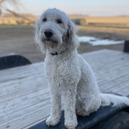 Willow - Goldendoodle