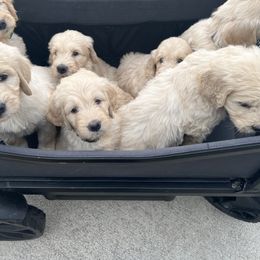 Goldendoodle Puppies from Lakes Golden Doodles